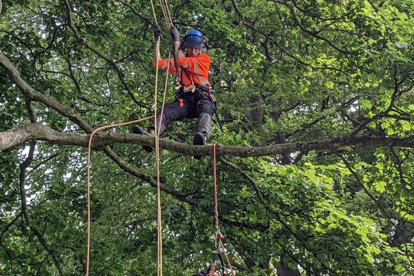 Tree Climbing and Aerial Rescue